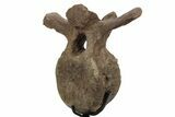 Triceratops Caudal Vertebra on Metal Stand - Wyoming #242360-6